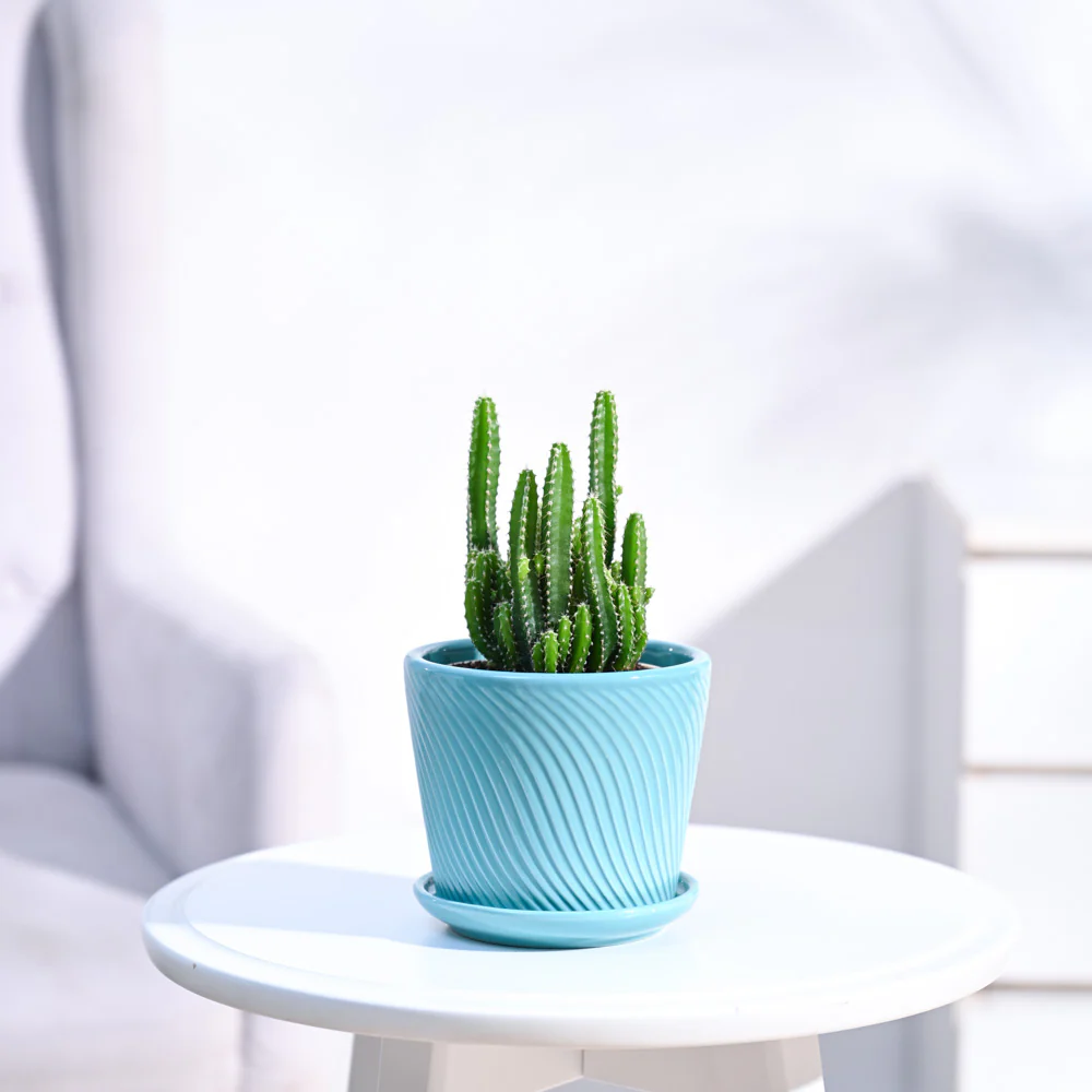 Cactus Plant - Elongated - Image 41