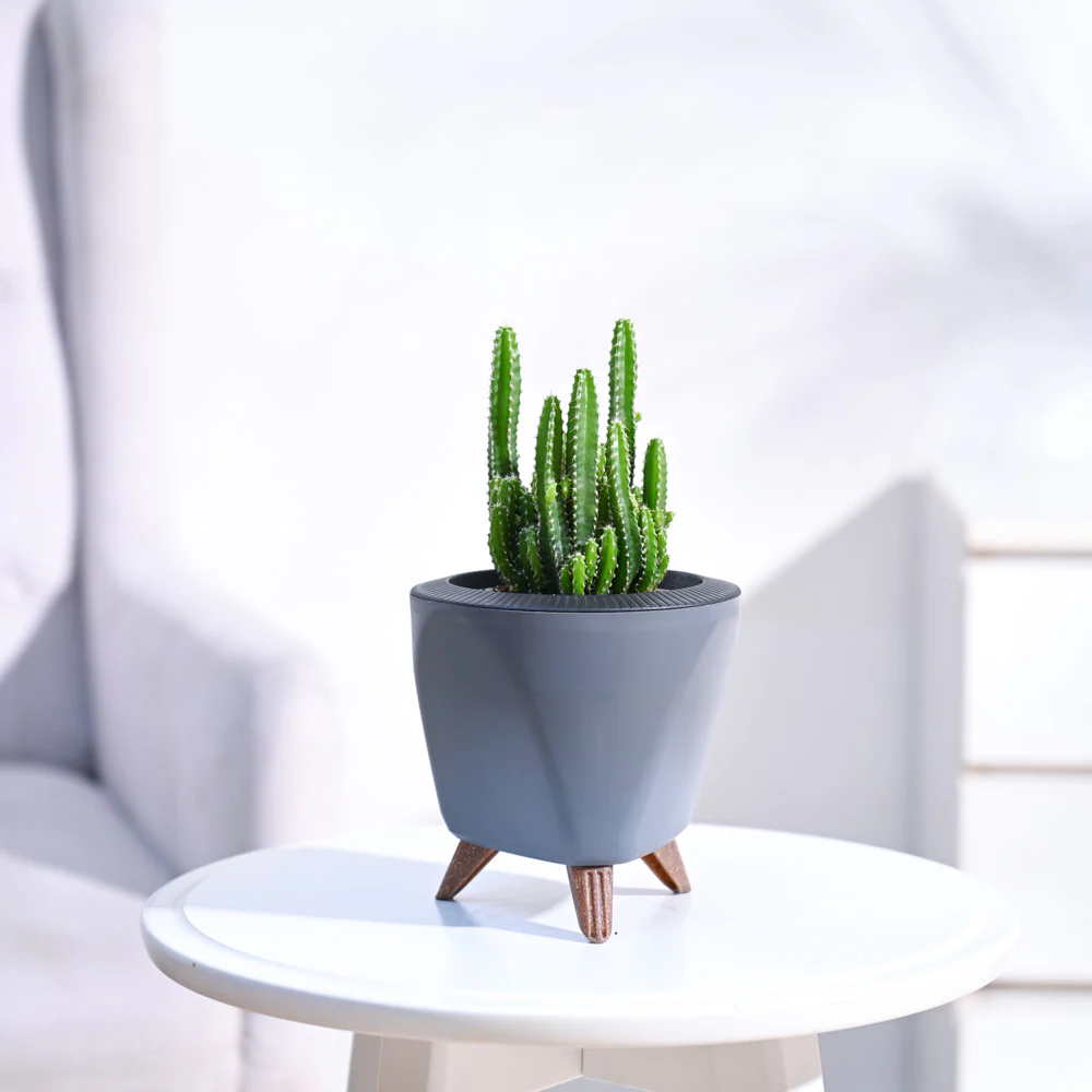Cactus Plant - Elongated - Image 49