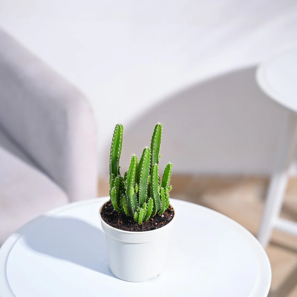 Cactus Plant - Elongated - Image 51