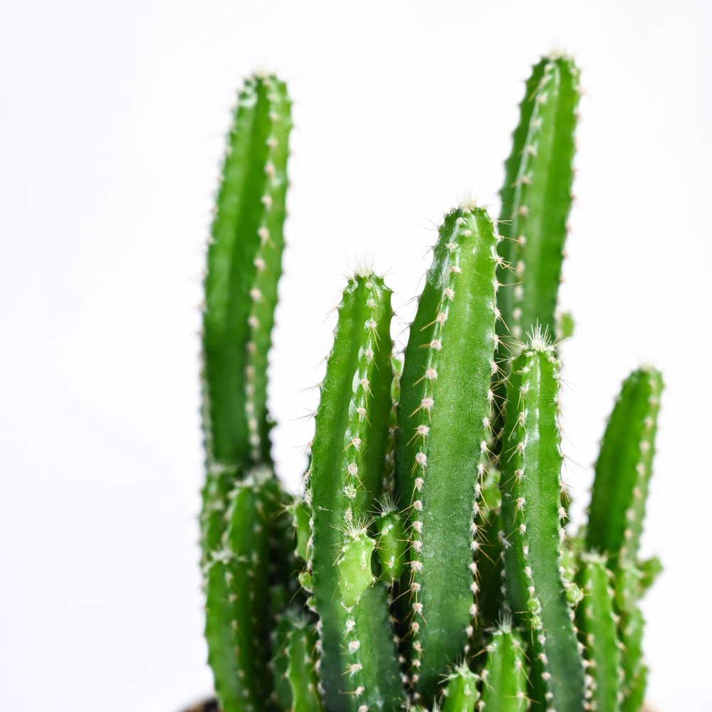 Cactus Plant - Elongated - Image 58