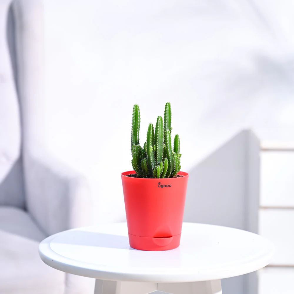 Cactus Plant - Elongated - Image 6