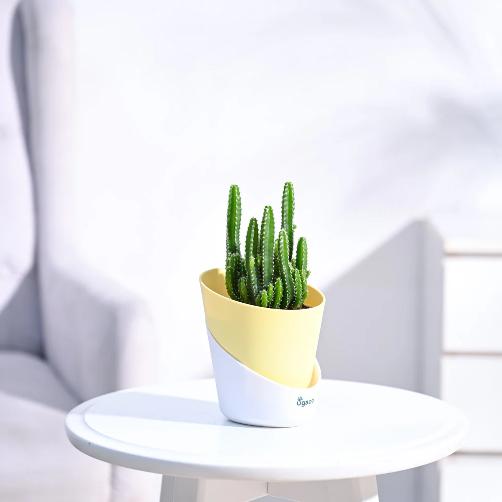 Cactus Plant - Elongated - Image 75