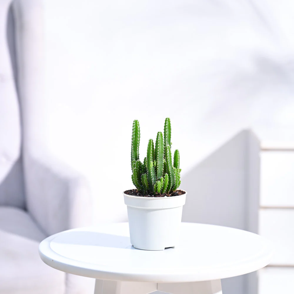Cactus Plant - Elongated - Image 77