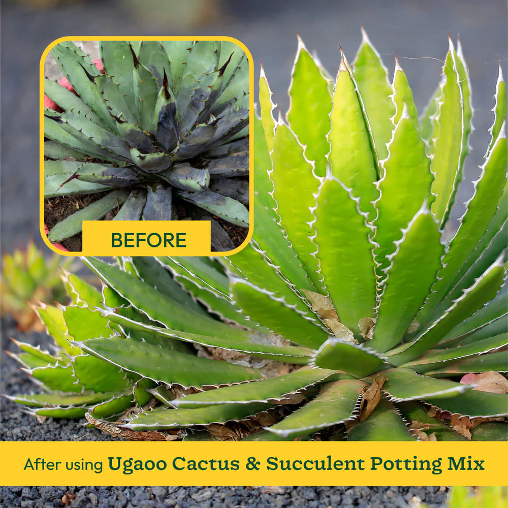 Cactus & Succulent Potting Mix - 5 kg - Image 4