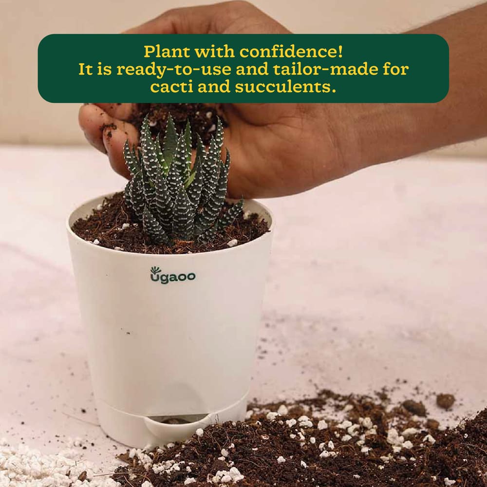 Cactus & Succulent Potting Mix - 5 kg - Image 5