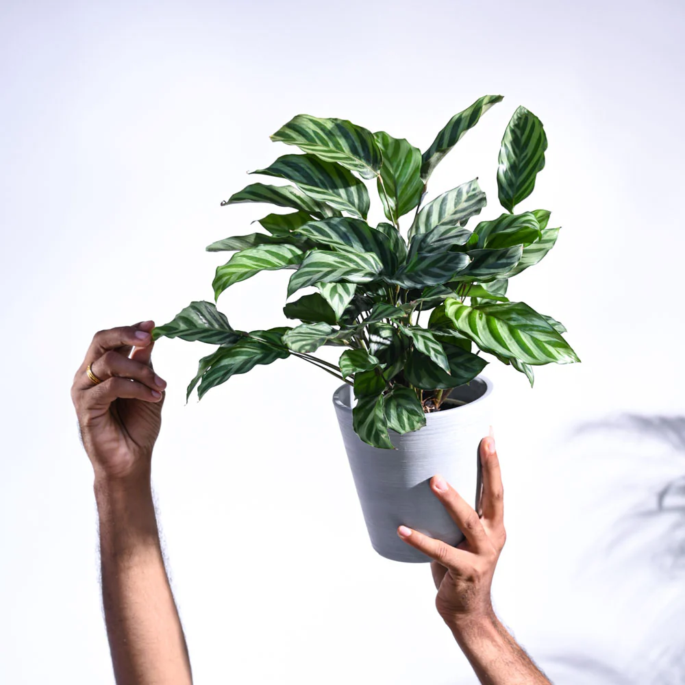 Calathea Freddie - Medium - Image 33