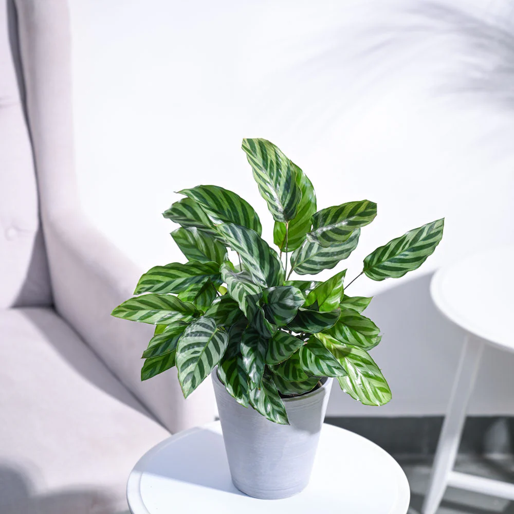 Calathea Freddie - Medium - Image 34