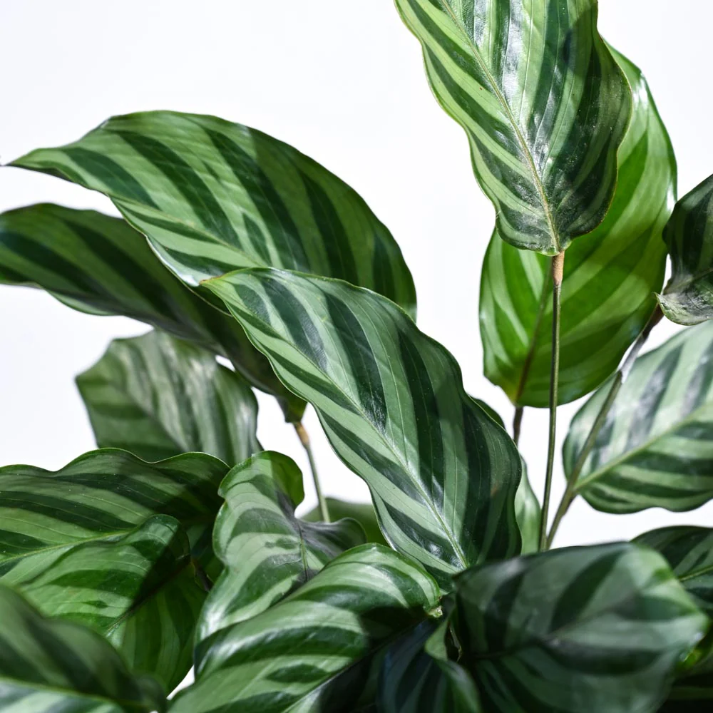 Calathea Freddie - Medium - Image 4