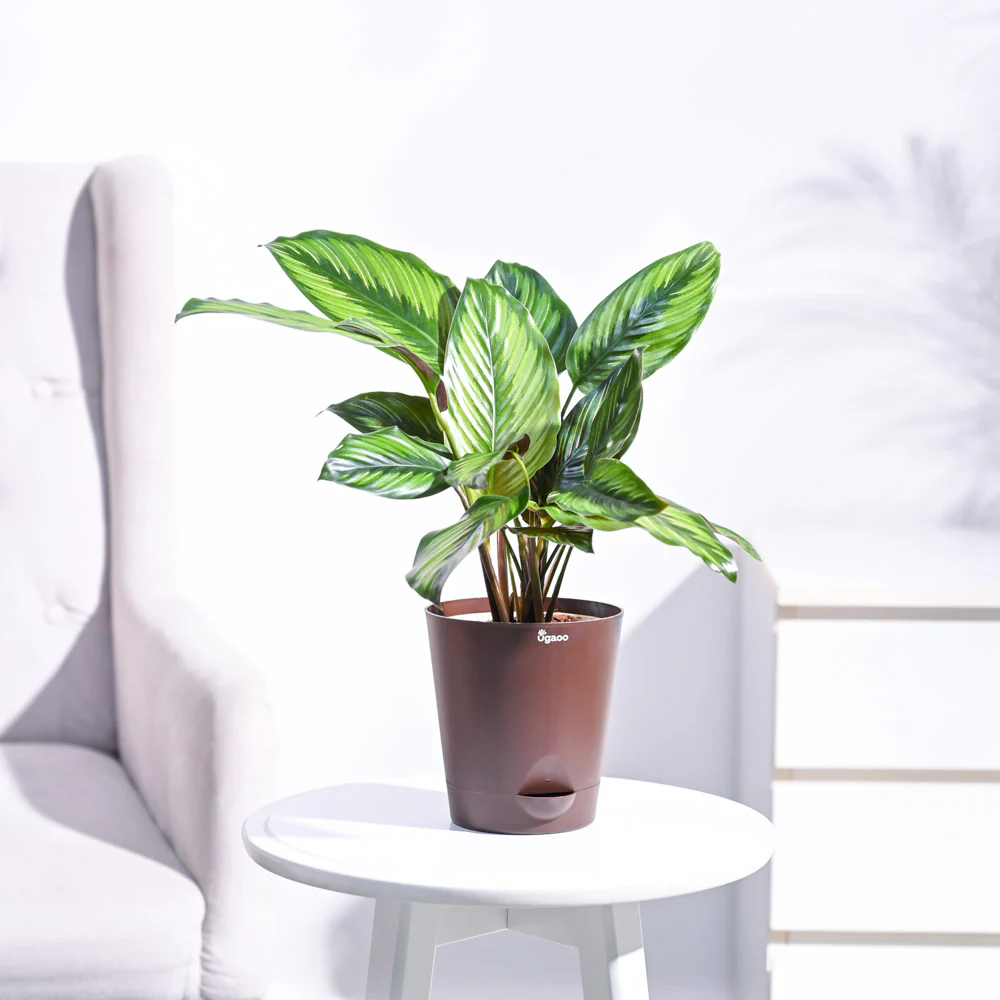 Calathea Pinstripe Plant - Image 15