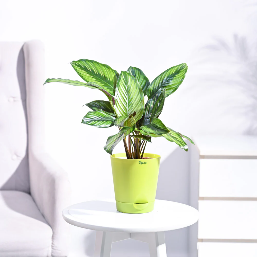 Calathea Pinstripe Plant - Image 19
