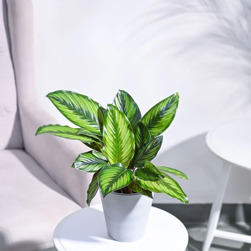 Calathea Pinstripe Plant - Image 22
