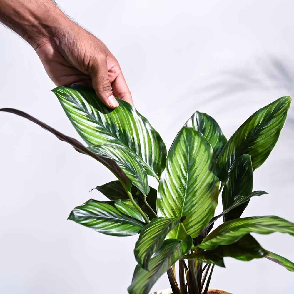 Calathea Pinstripe Plant - Image 24