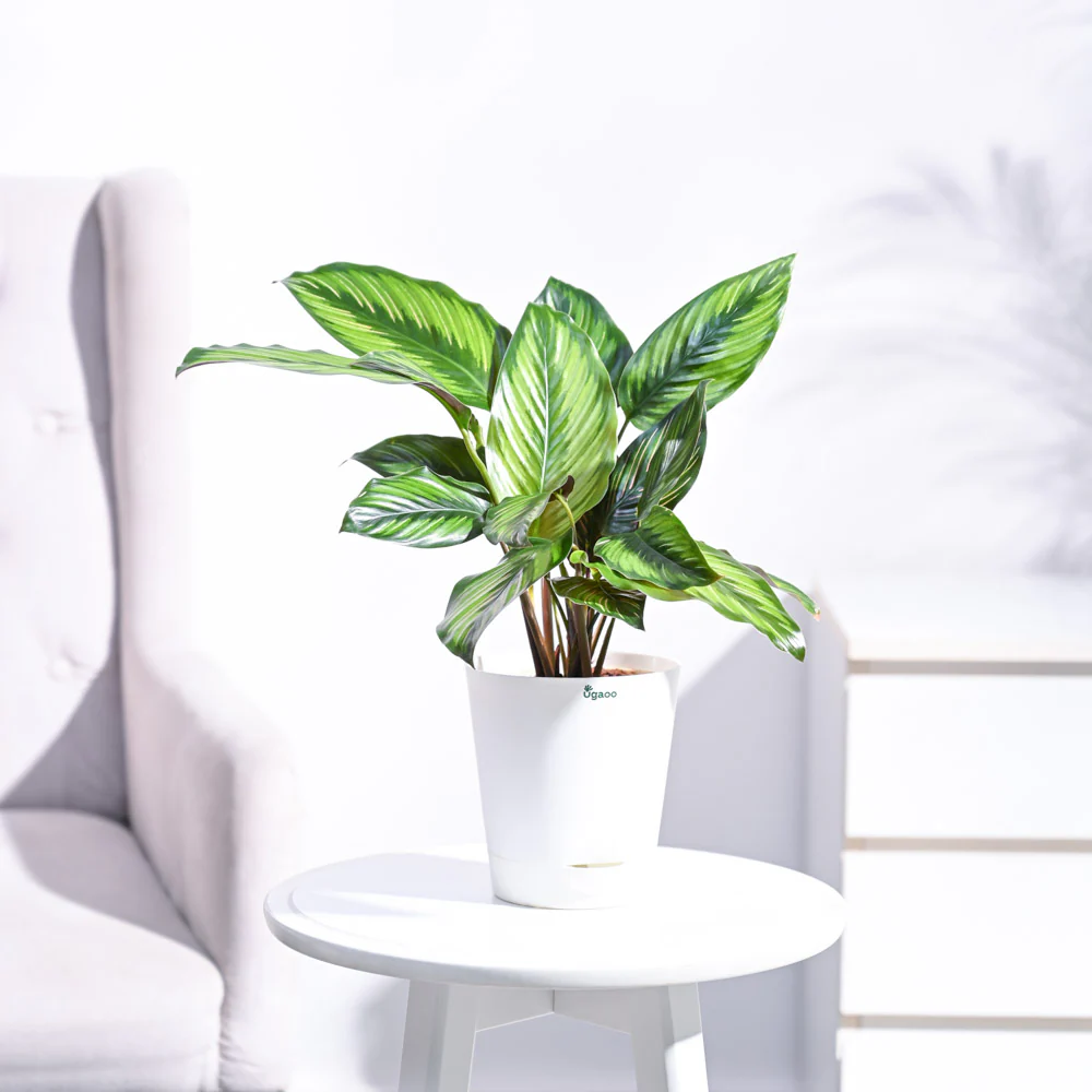Calathea Pinstripe Plant - Image 26