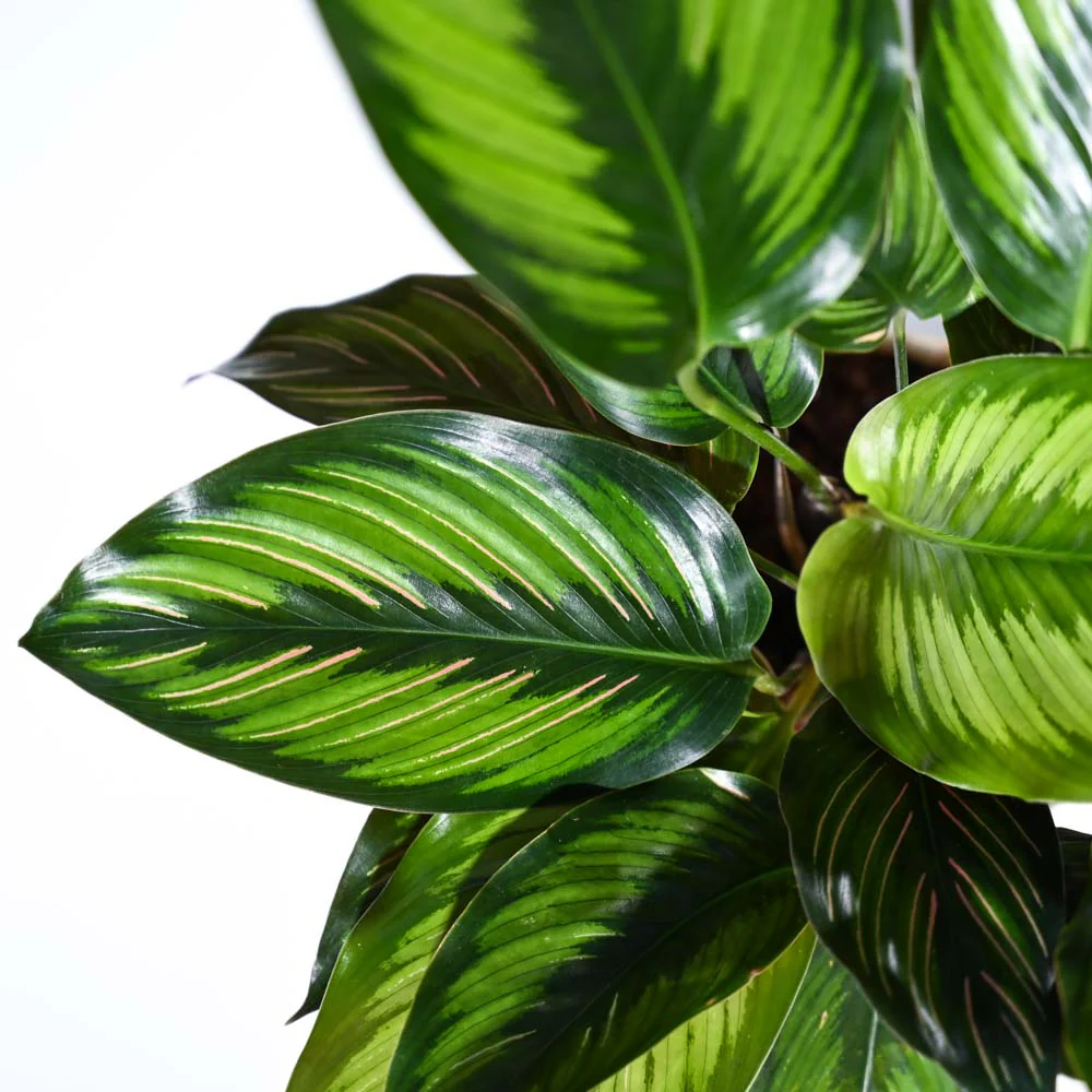 Calathea Pinstripe Plant - Image 27