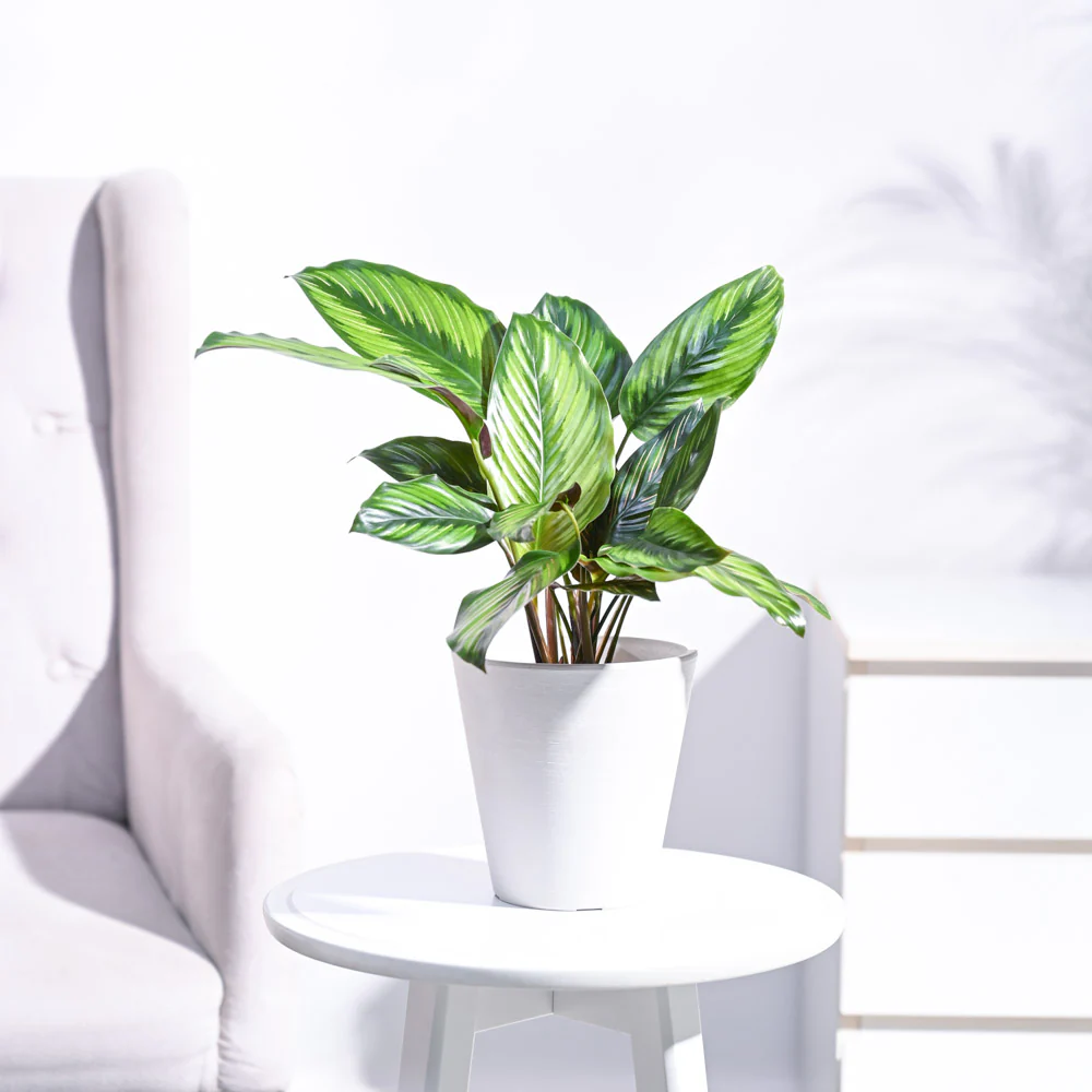 Calathea Pinstripe Plant - Image 42