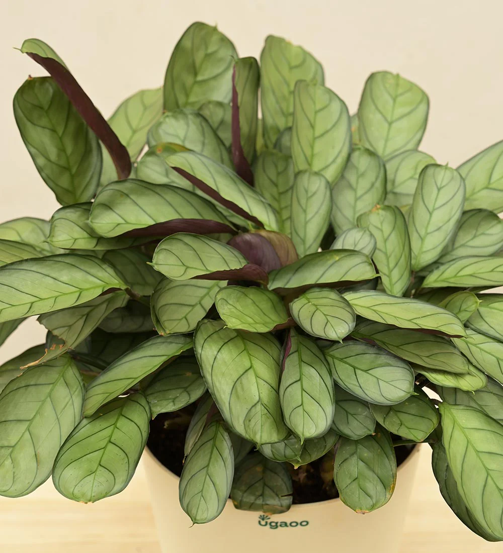Calathea Prayer Plant - Medium - Image 17
