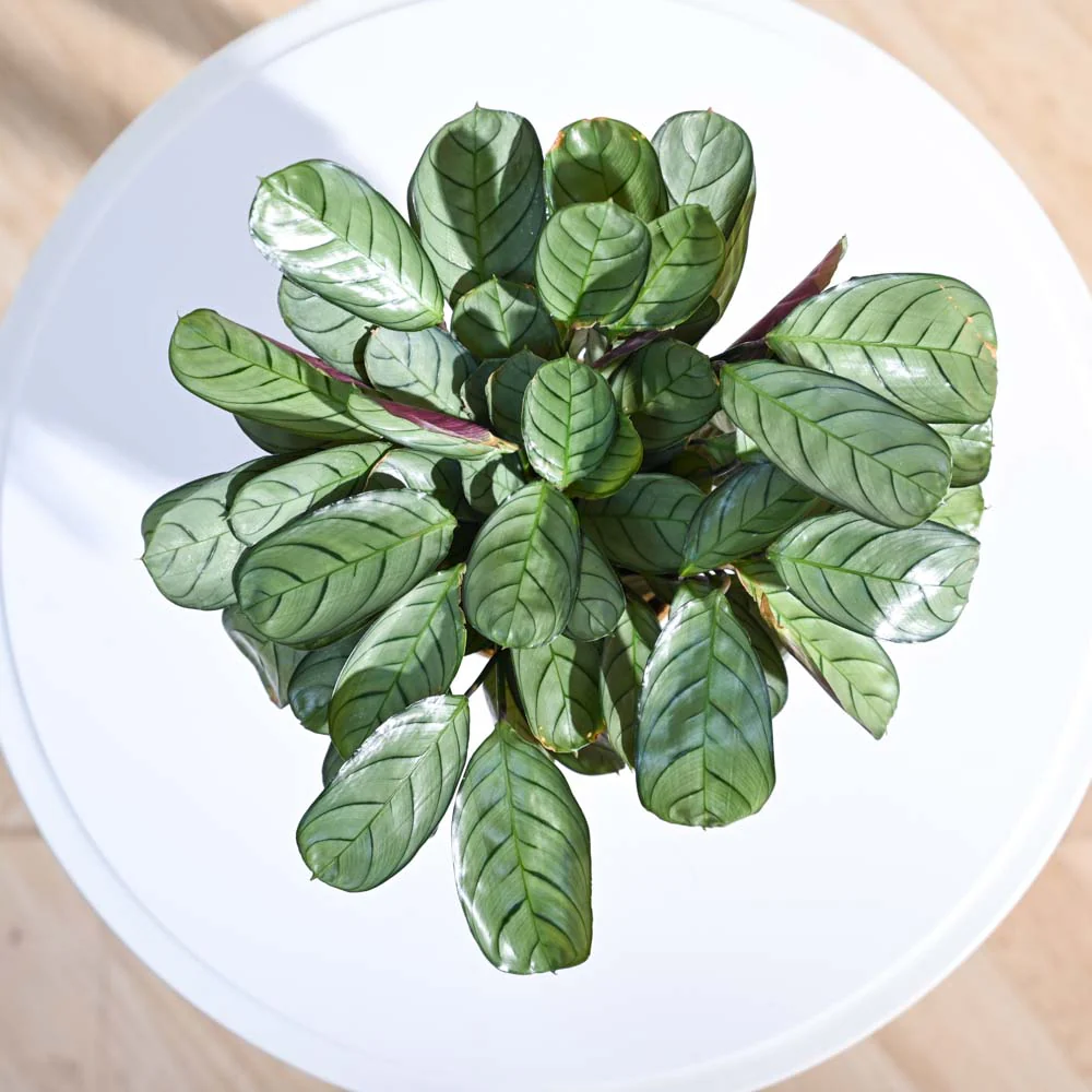 Calathea Prayer Plant - Medium - Image 19