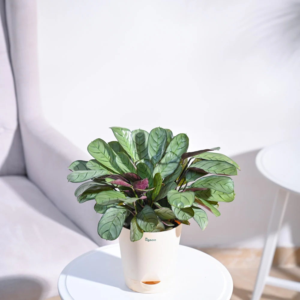 Calathea Prayer Plant - Medium - Image 26