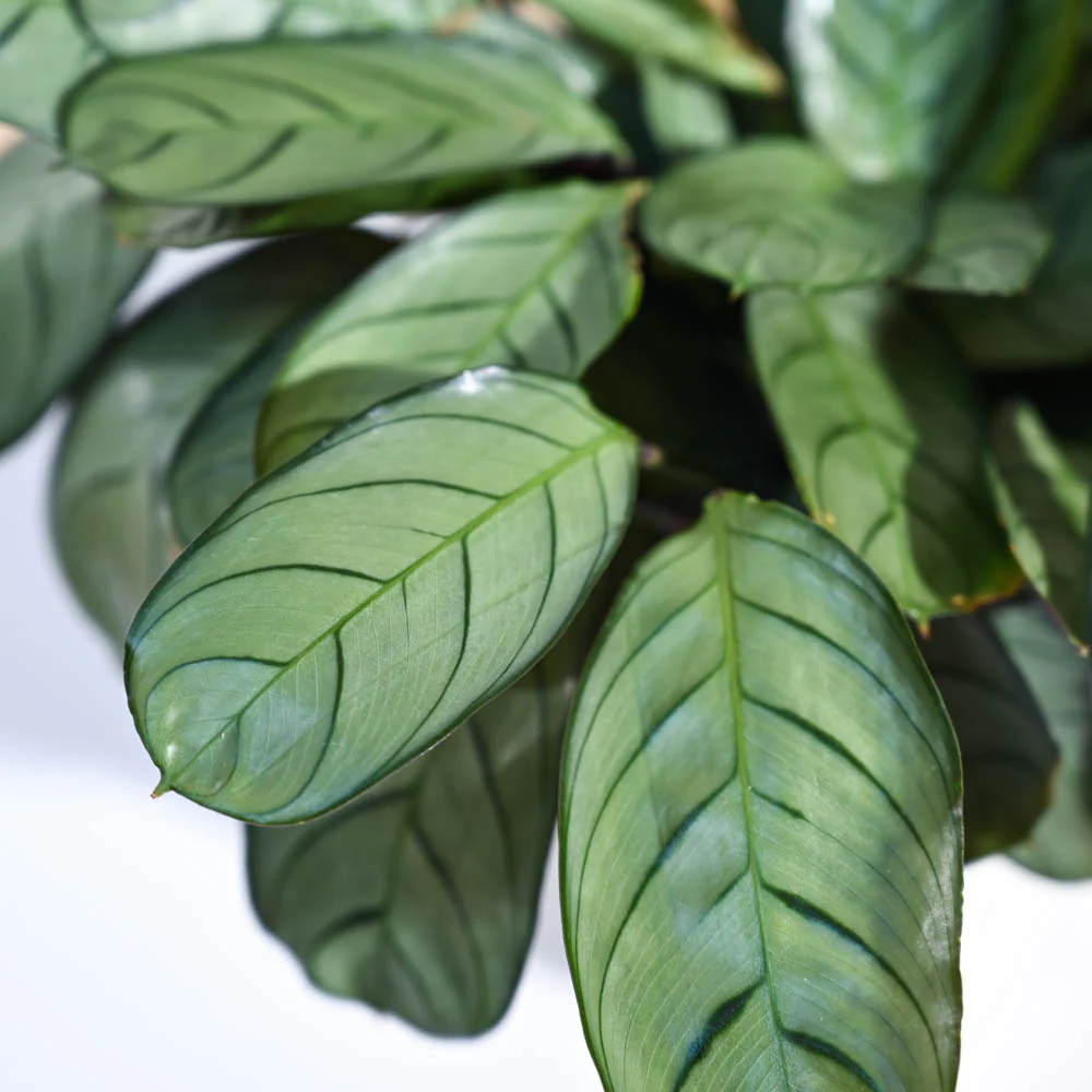 Calathea Prayer Plant - Medium - Image 50