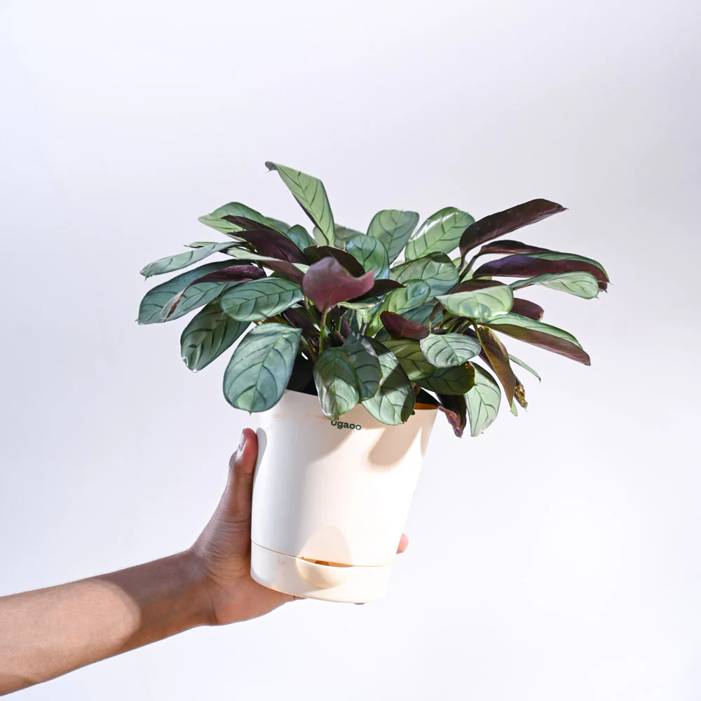 Calathea Prayer Plant - Medium - Image 52