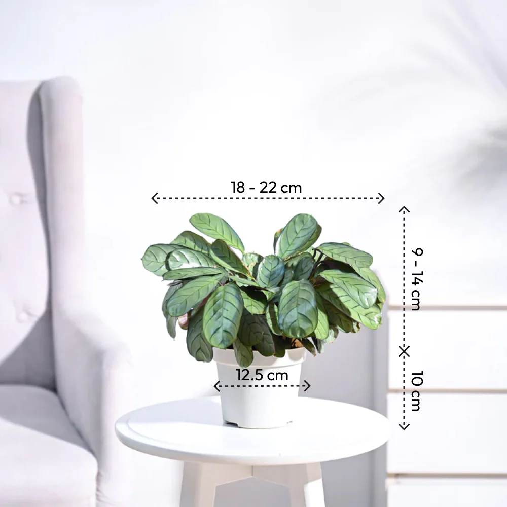 Calathea Prayer Plant - Medium - Image 58
