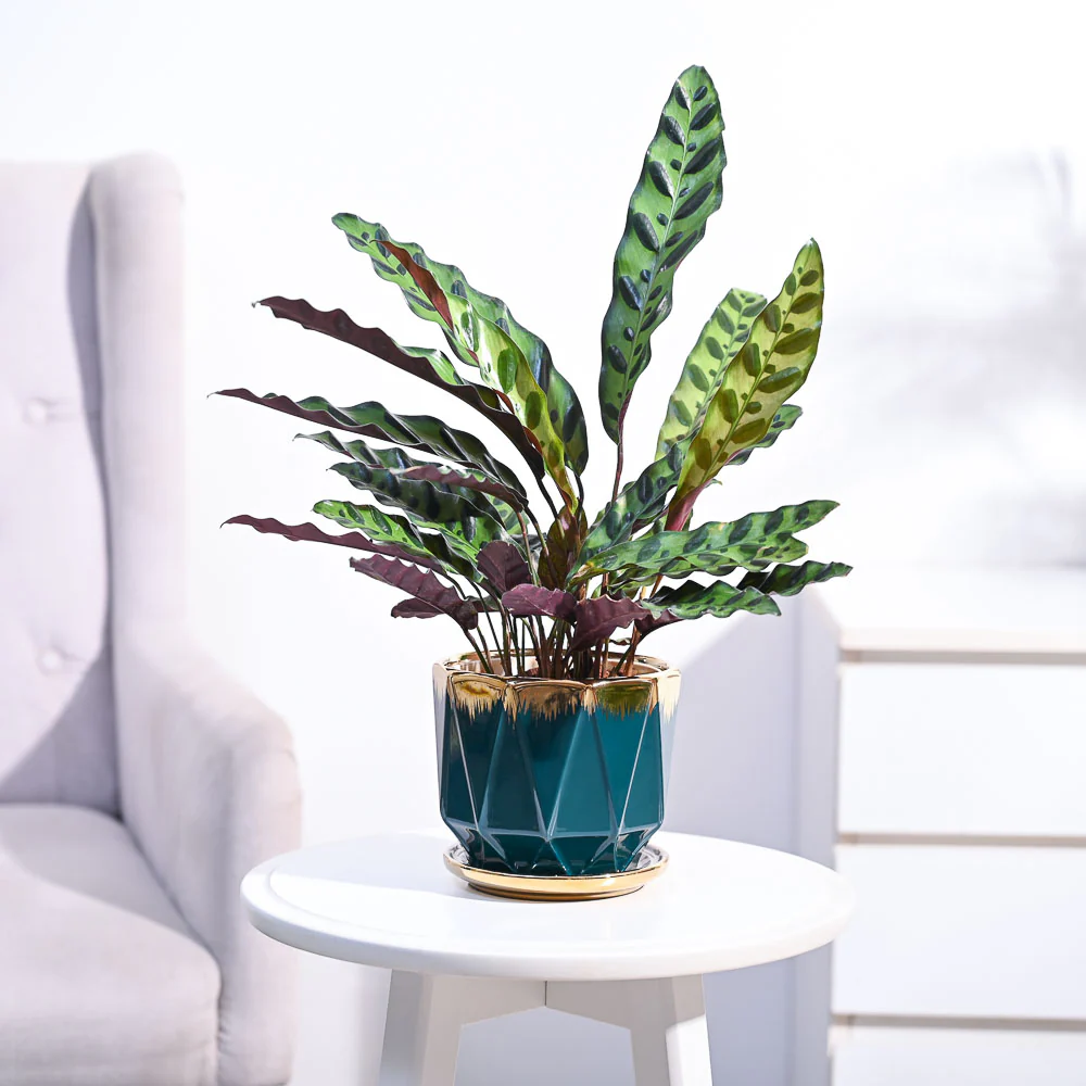 Calathea Rattlesnake Plant - Image 102