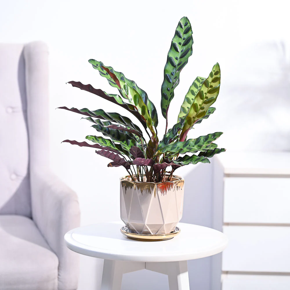 Calathea Rattlesnake Plant - Image 107
