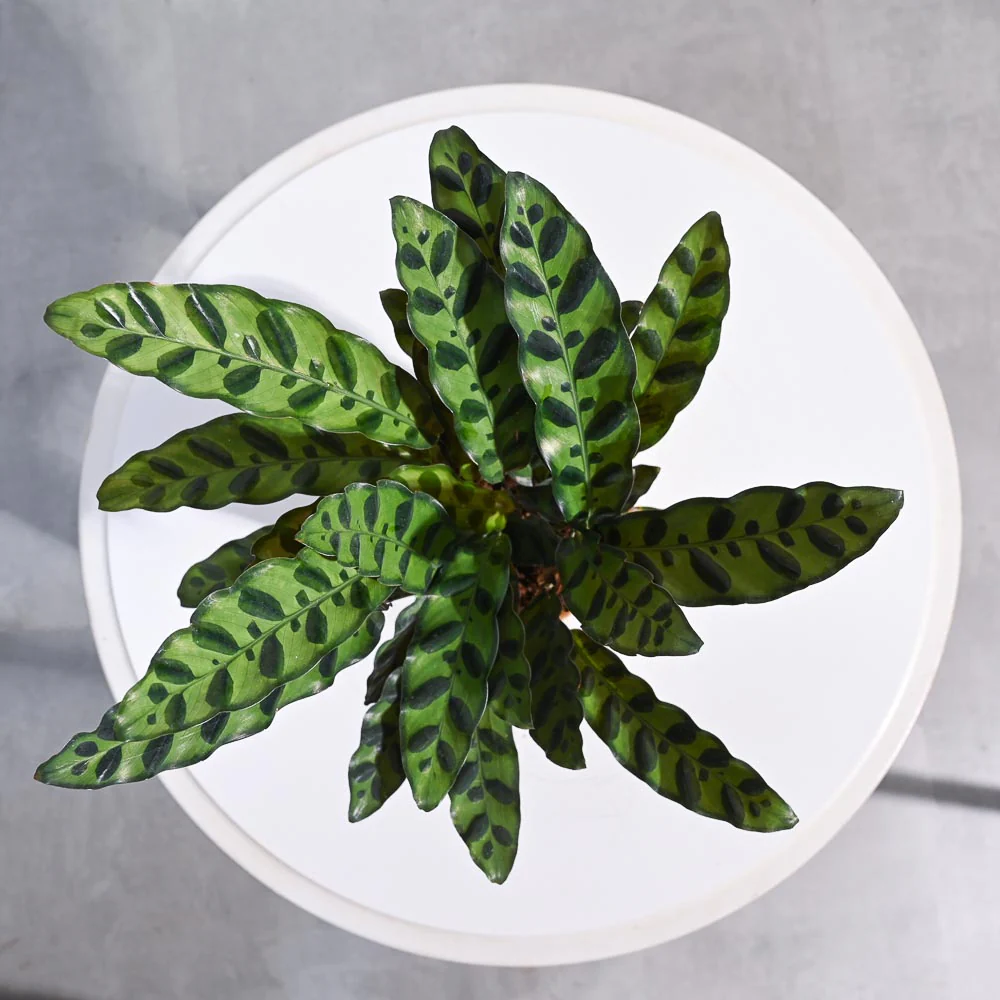 Calathea Rattlesnake Plant - Image 110