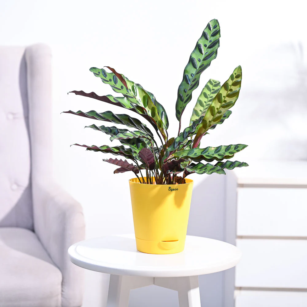 Calathea Rattlesnake Plant - Image 32