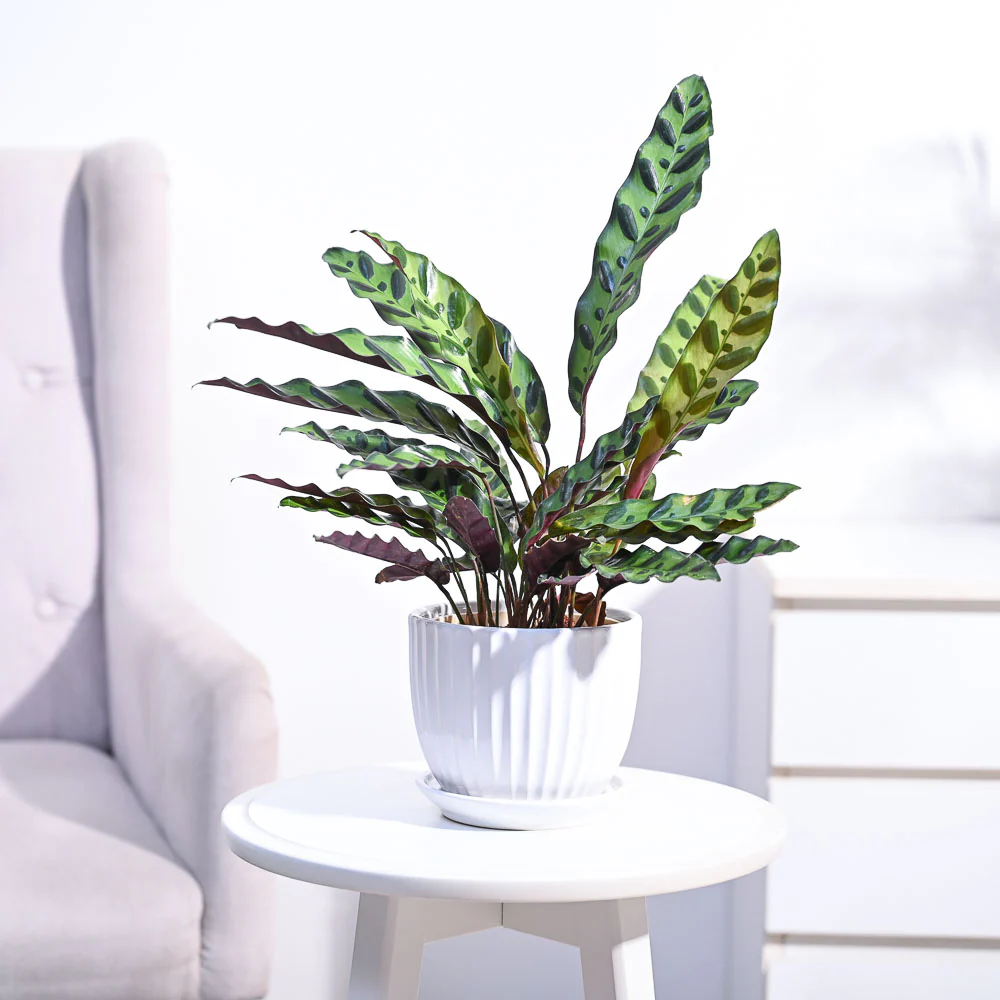 Calathea Rattlesnake Plant - Image 37