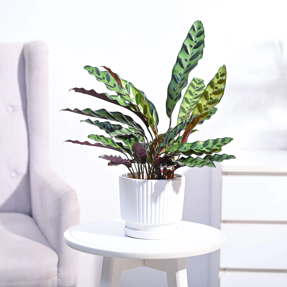 Calathea Rattlesnake Plant - Image 46