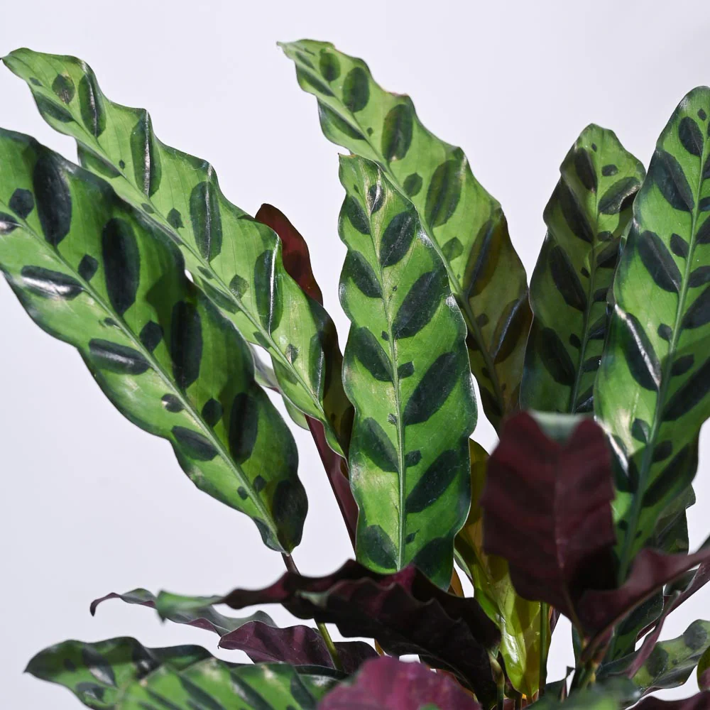 Calathea Rattlesnake Plant - Image 52