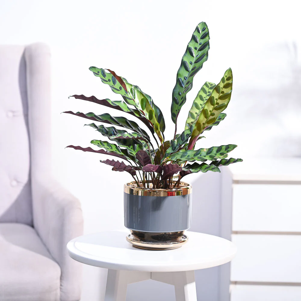 Calathea Rattlesnake Plant - Image 61