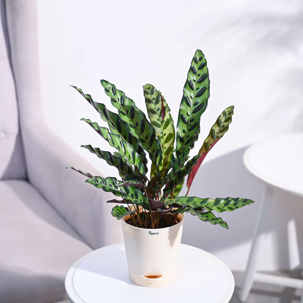 Calathea Rattlesnake Plant - Image 65
