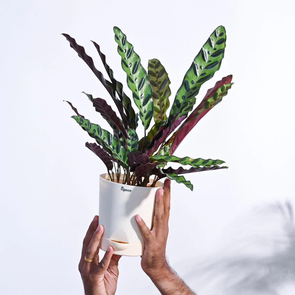 Calathea Rattlesnake Plant - Image 73