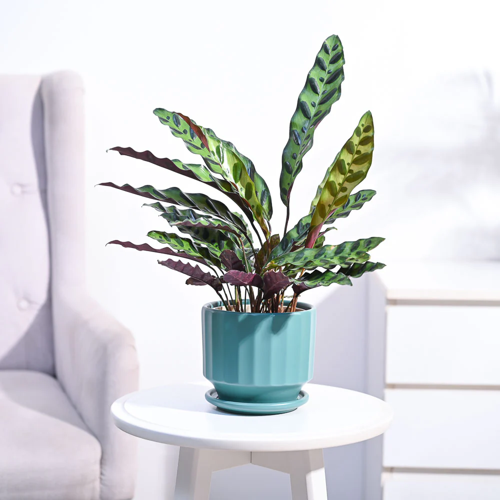Calathea Rattlesnake Plant - Image 76