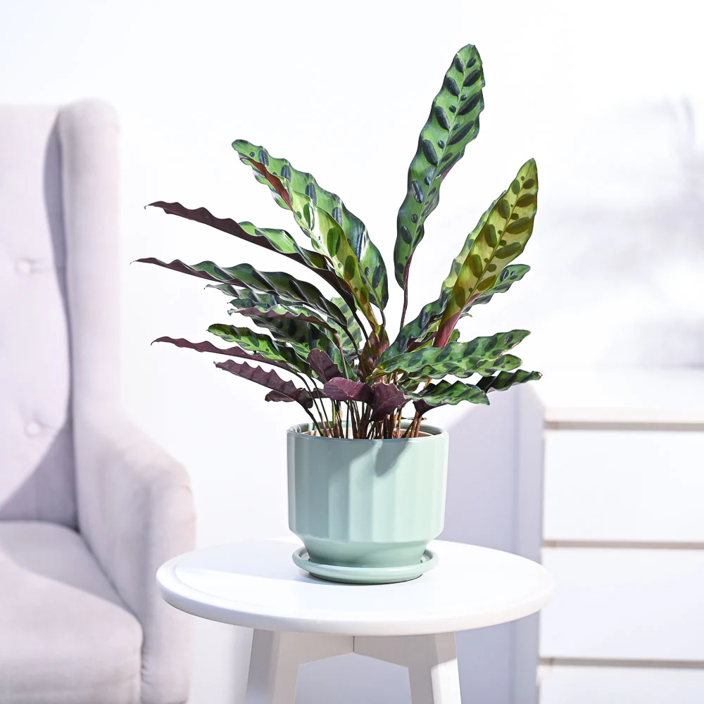Calathea Rattlesnake Plant - Image 86