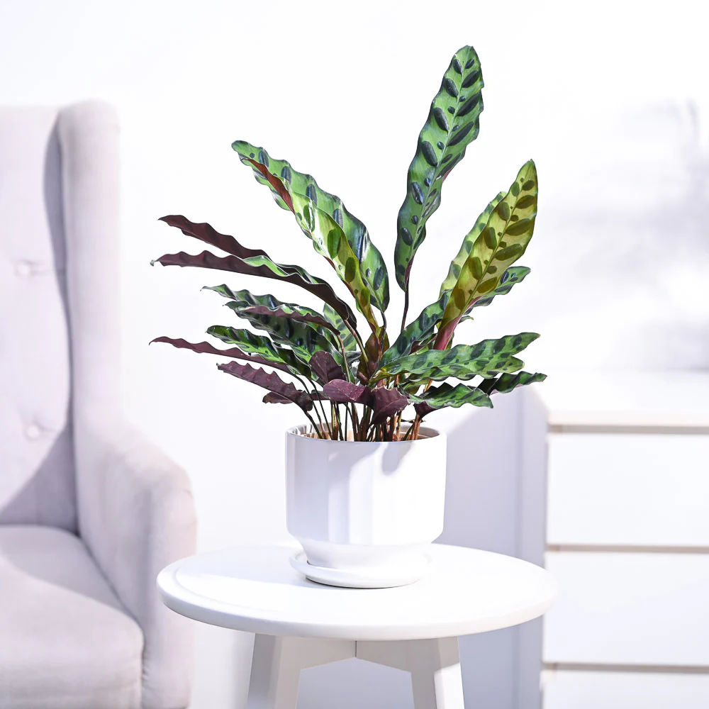 Calathea Rattlesnake Plant - Image 91