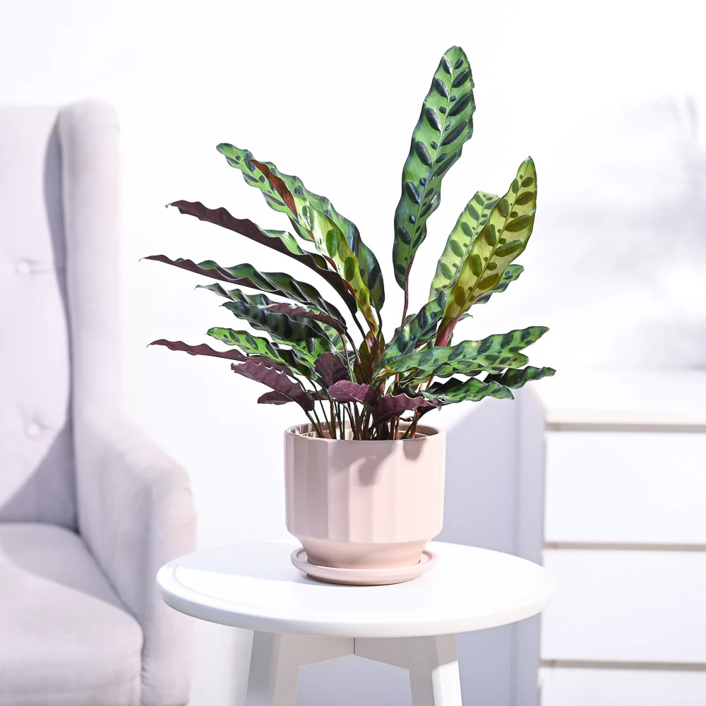 Calathea Rattlesnake Plant - Image 97