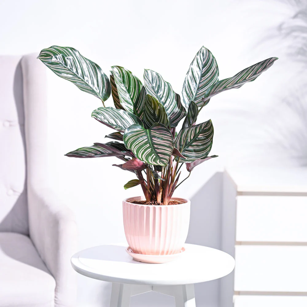 Calathea Sanderiana - Image 10