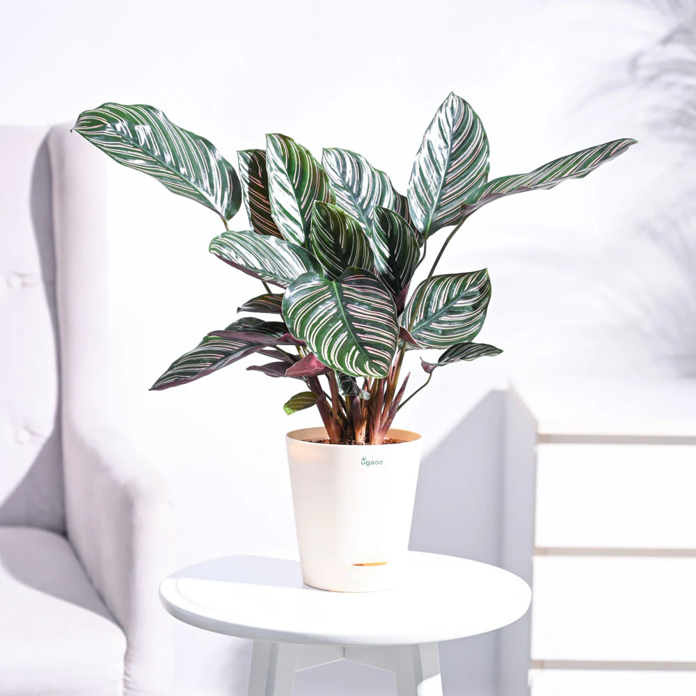 Calathea Sanderiana - Image 14