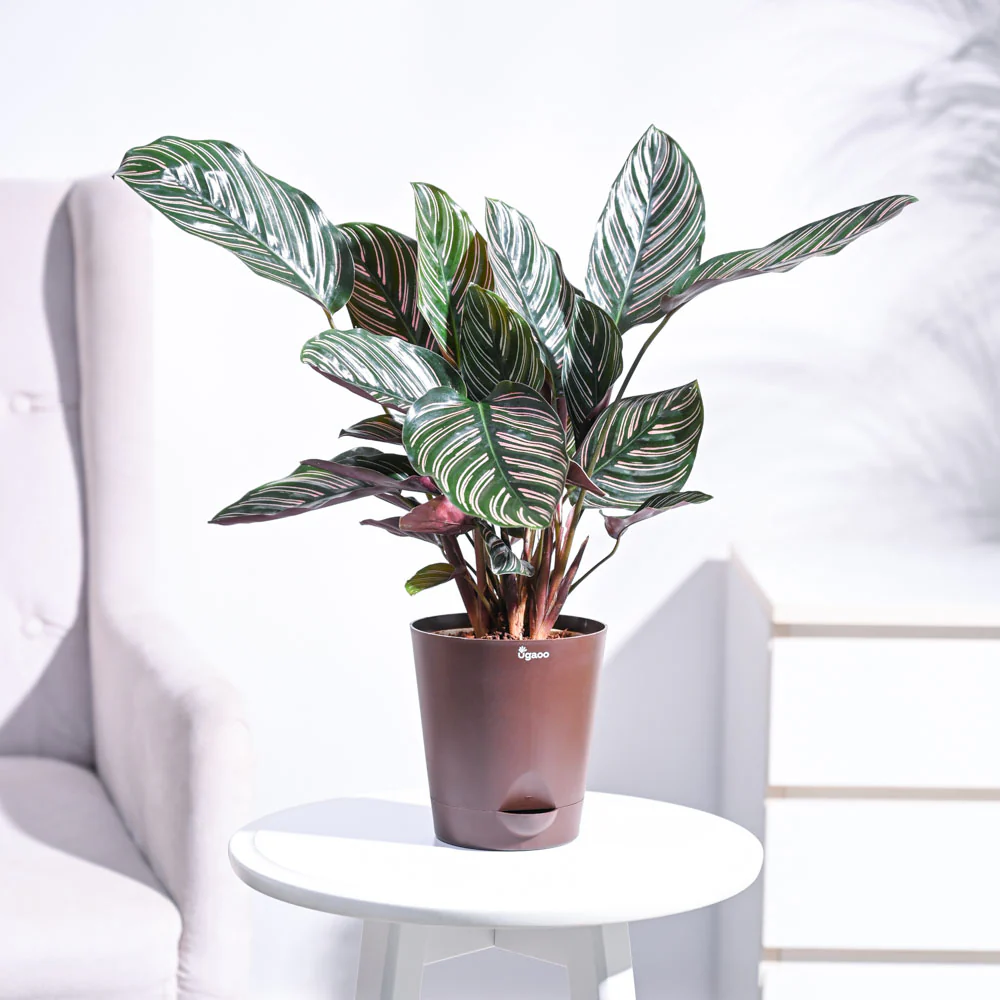 Calathea Sanderiana - Image 18