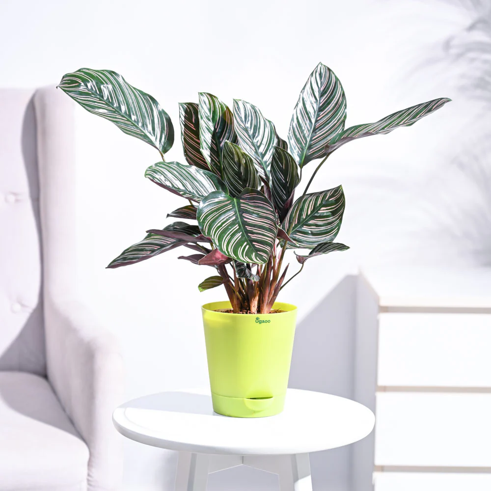 Calathea Sanderiana - Image 22