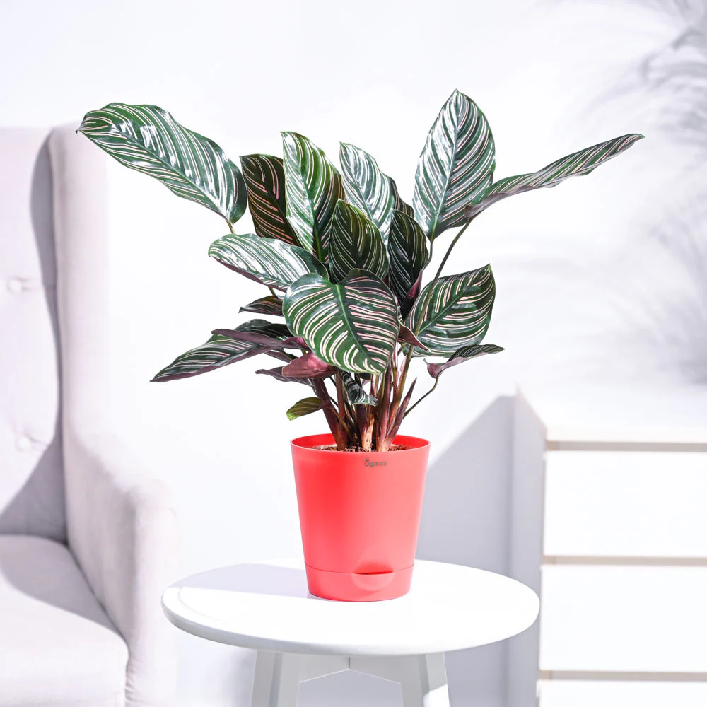 Calathea Sanderiana - Image 27