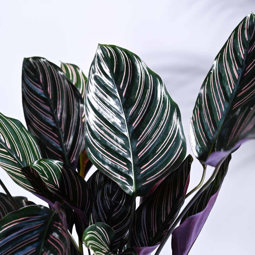 Calathea Sanderiana - Image 33