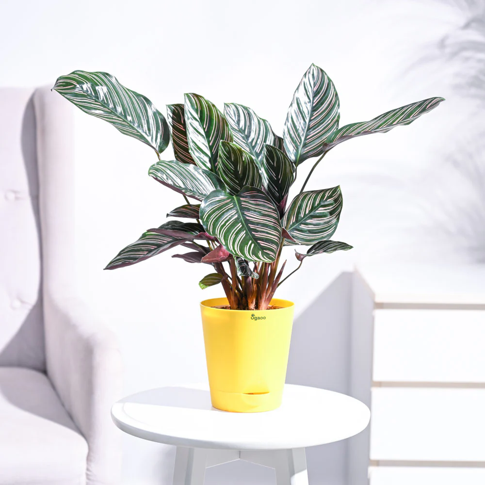 Calathea Sanderiana - Image 37
