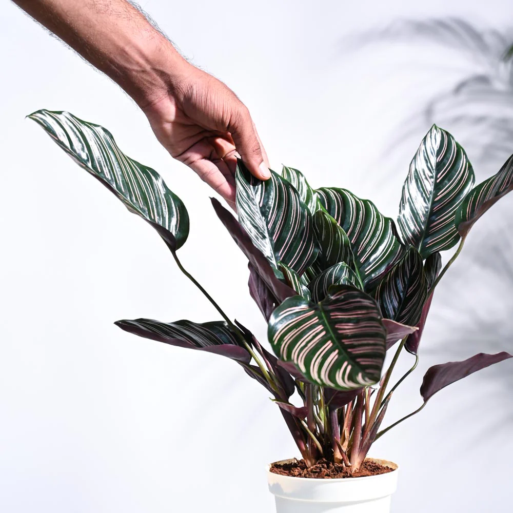 Calathea Sanderiana - Image 39