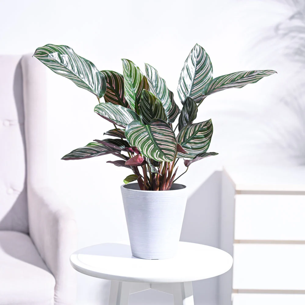 Calathea Sanderiana - Image 43