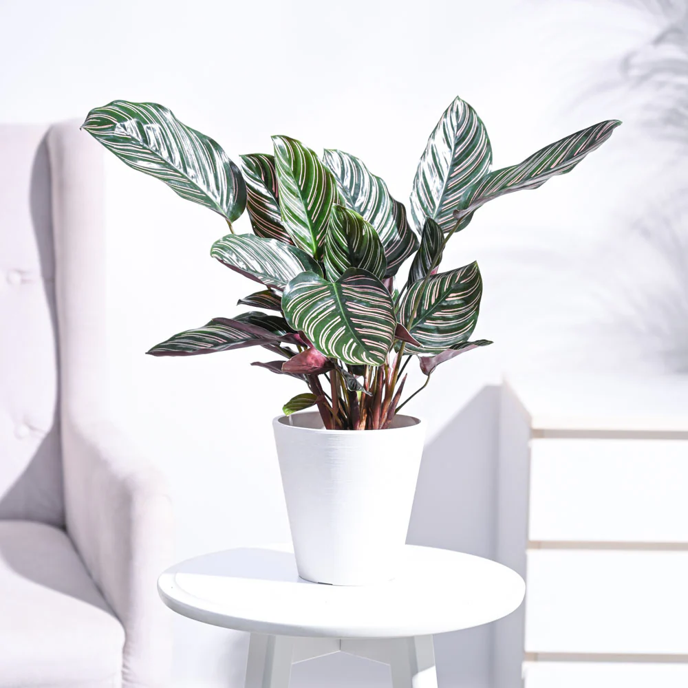 Calathea Sanderiana - Image 46