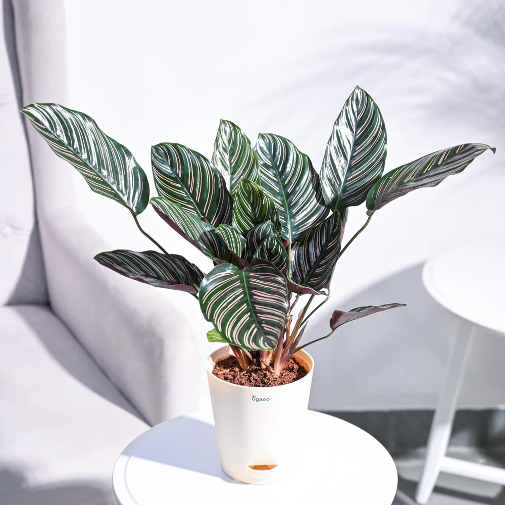 Calathea Sanderiana - Image 6